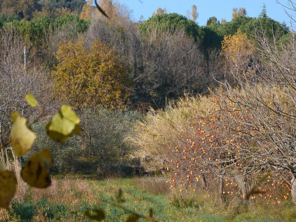 Pian Del Pigro Villa Rimini Dış mekan fotoğraf